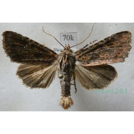 Apamea aquila Donzel, 1837 Holand70k